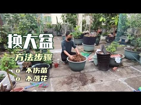 福木換盆|福木